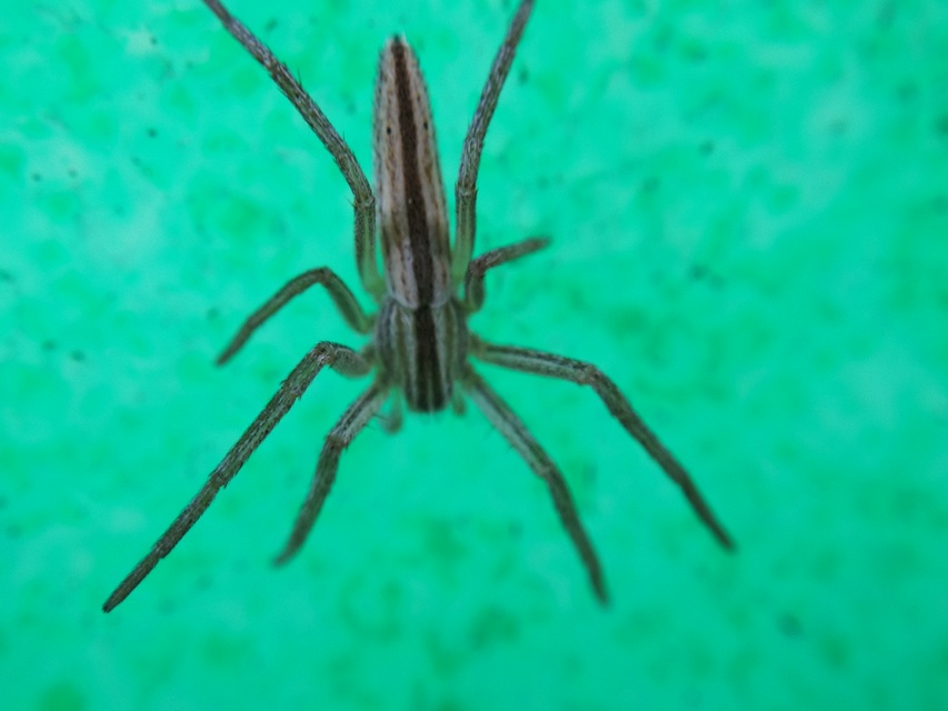 Tibellus