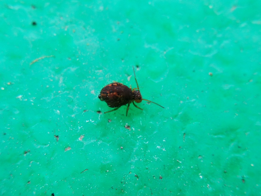 Sminthurus maculatus