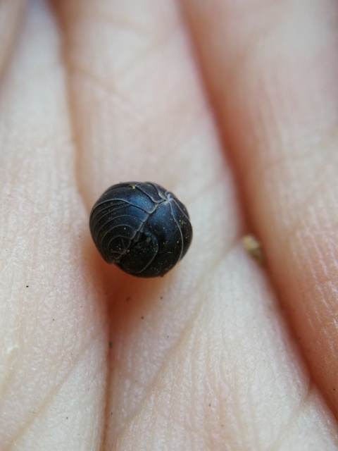 Armadillidium vulgare - szürke gömbászka