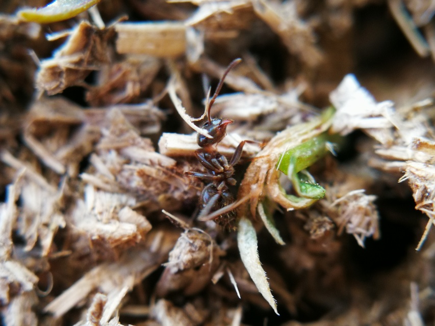 Lasius