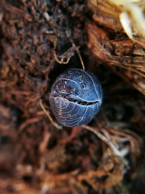Armadillidium vulgare - szürke gömbászka