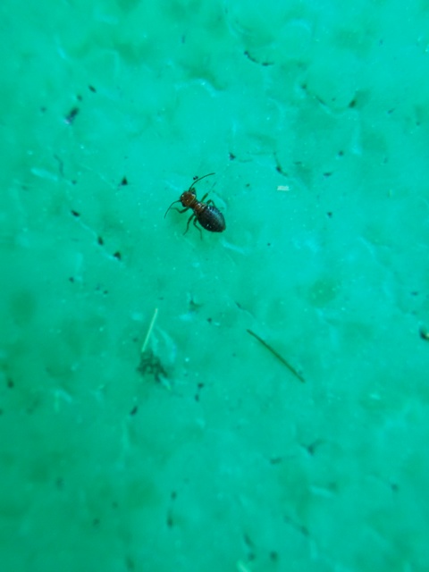 Psocoptera - Fürgetetvek