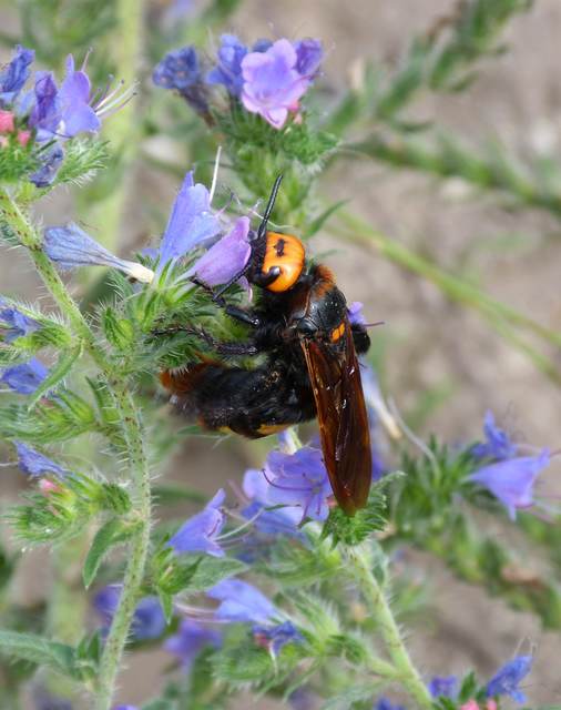 Megascolia maculata - óriás-tőrösdarázs