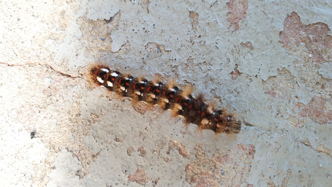 Acronicta rumicis - sóska-szigonyosbagoly