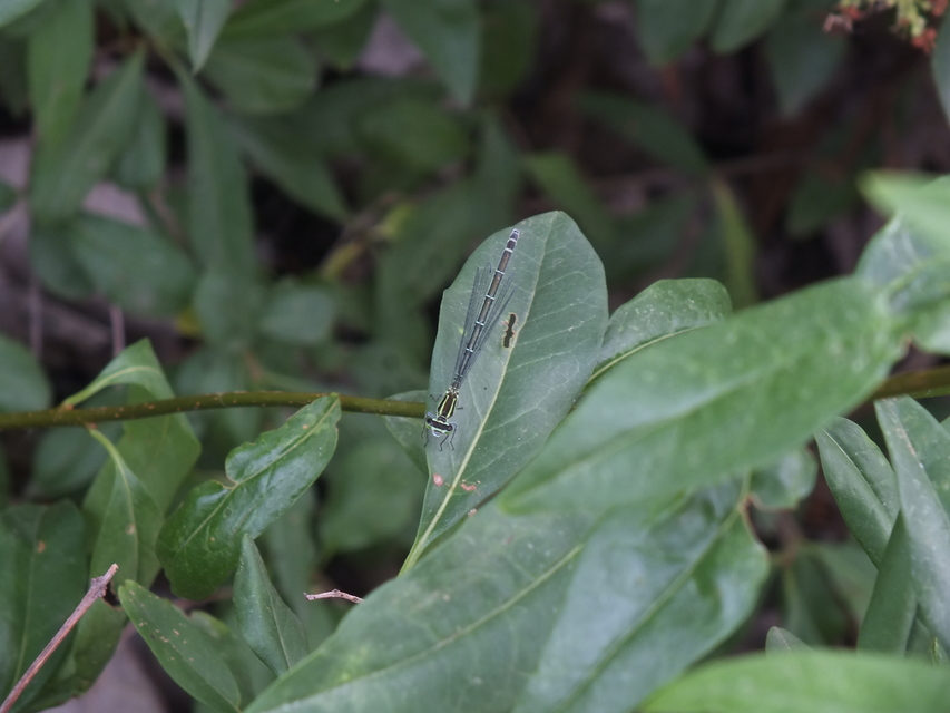 Coenagrion puella - azúrkék légivadász