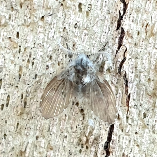 Clogmia albipunctata