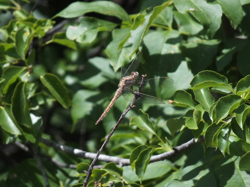 Orthetrum brunneum - pataki pásztorszitakötő