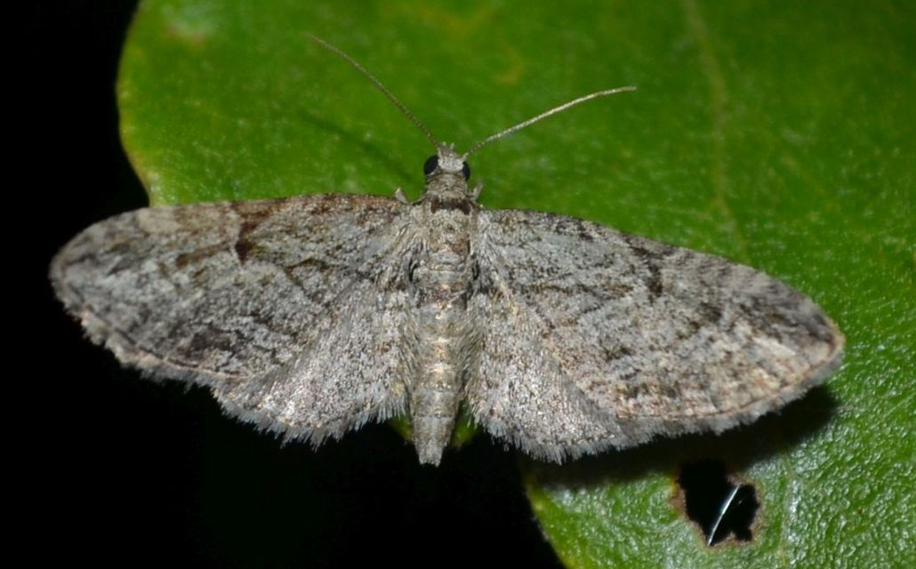 Eupithecia ericeata - feketefenyő-törpearaszoló