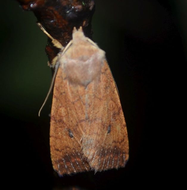 Sunira circellaris - okkersárga őszibagoly