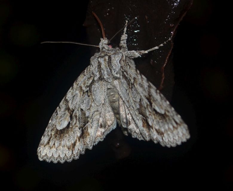 Meganephria bimaculosa - kétfoltos szilbagoly