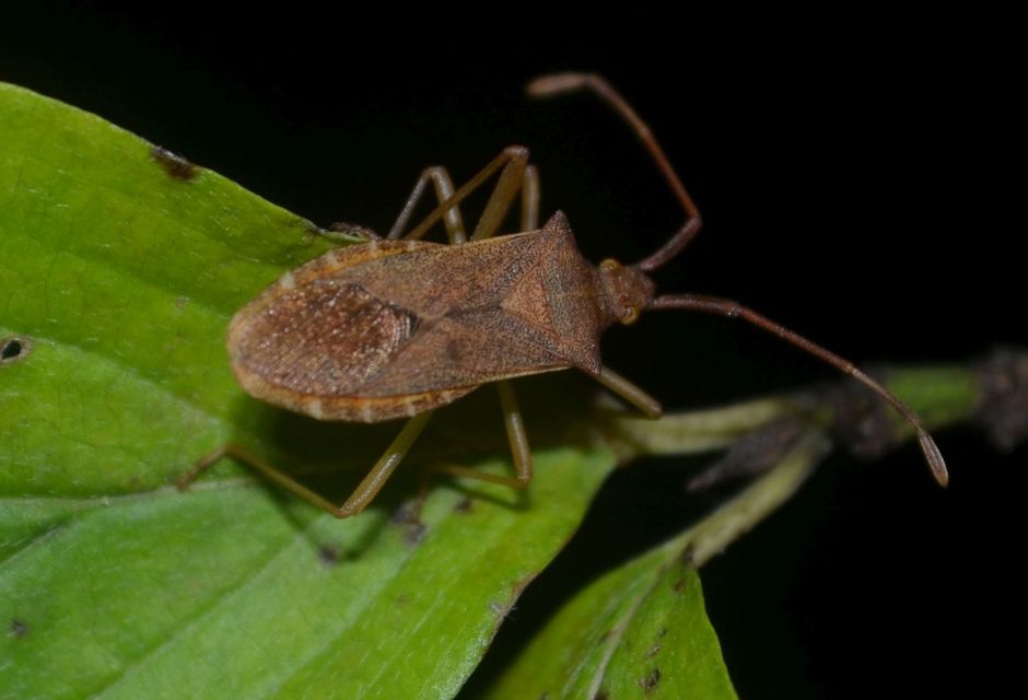 Gonocerus acuteangulatus - aranypetés karimáspoloska