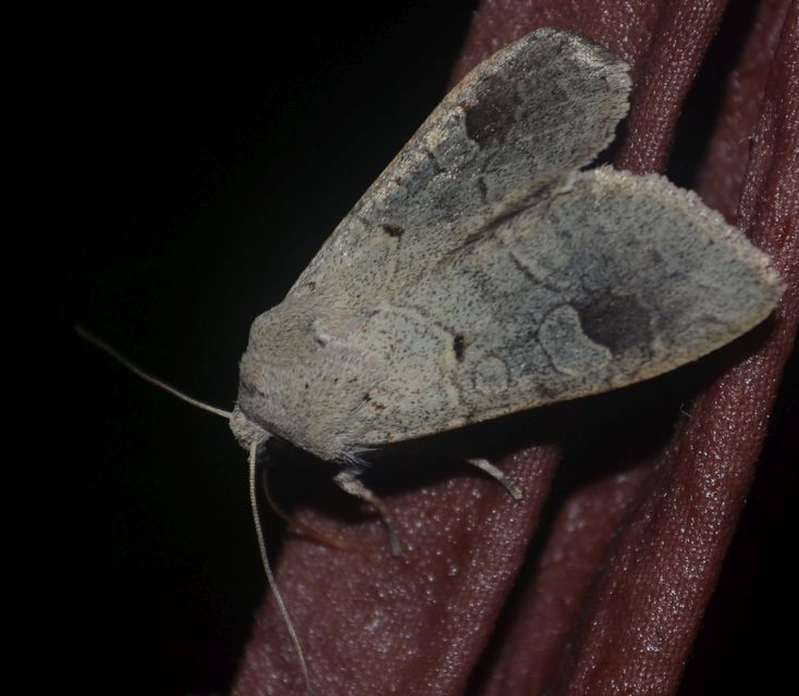 Ammoconia caecimacula - szürke őszibagoly