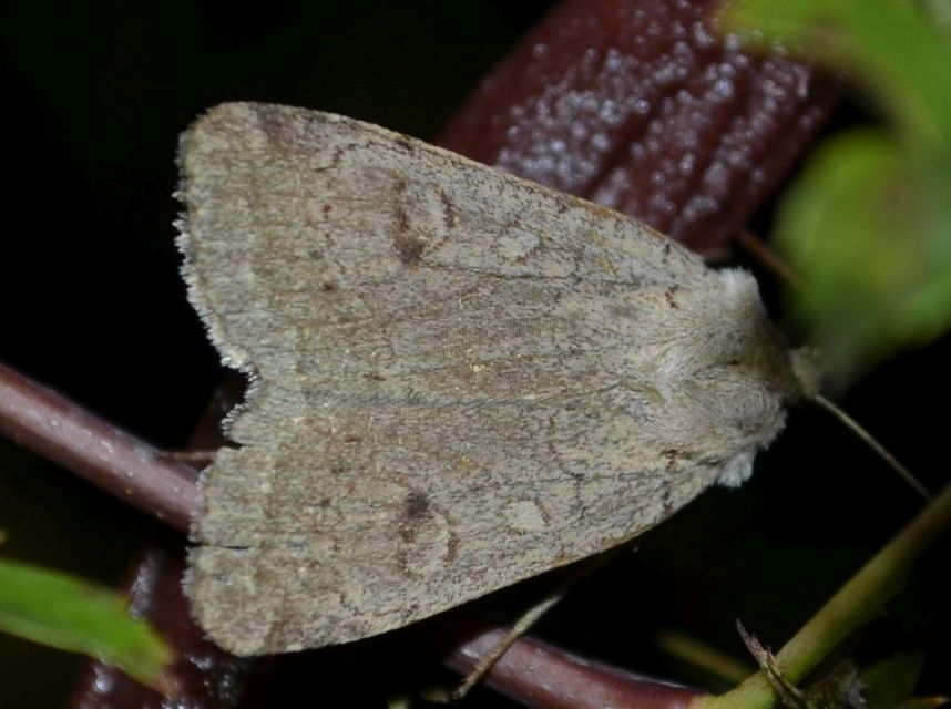 Xestia castanea michaeli - csarabos fűbagoly