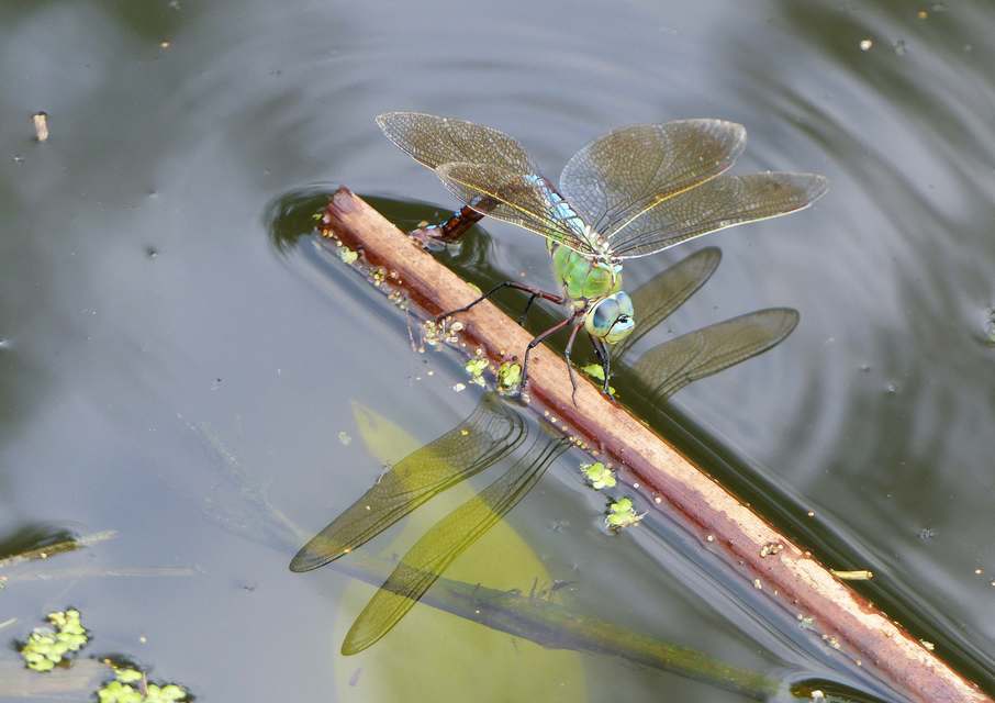 Anax imperator - zöld óriásacsa
