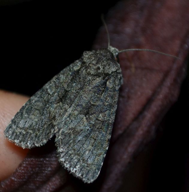 Dryobotodes monochroma - szürke tölgybagoly