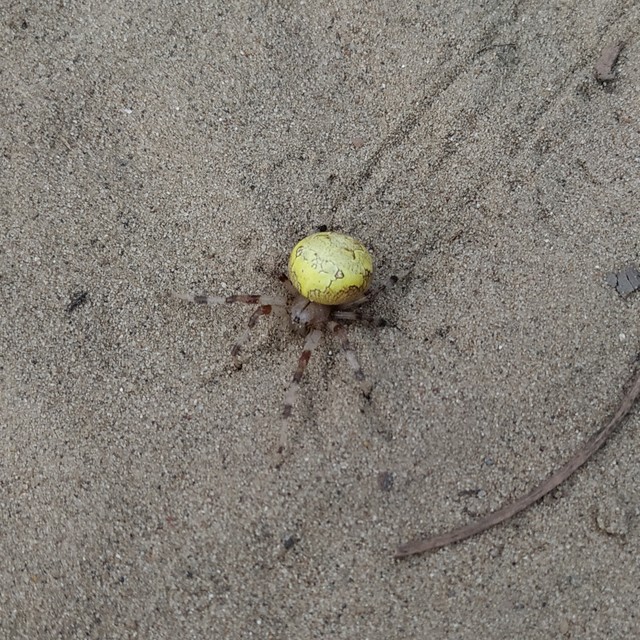 Araneus marmoreus - márványos keresztespók
