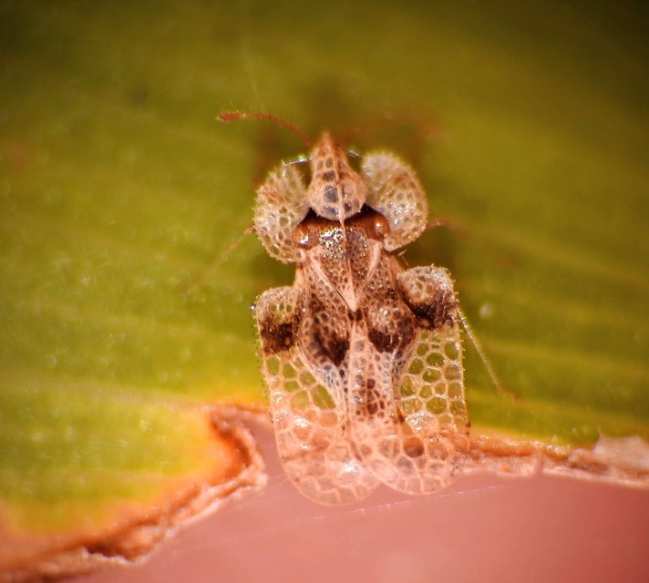 Corythucha arcuata - tölgy-csipkéspoloska