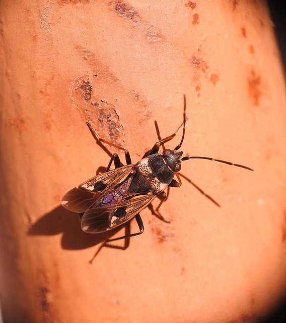 Rhyparochromus vulgaris - közönséges díszesbodobács