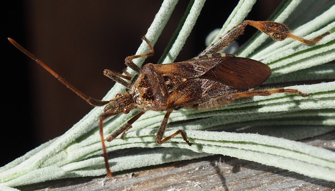 Leptoglossus occidentalis - nyugati levéllábú poloska