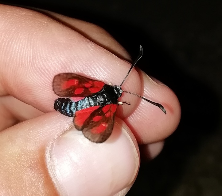 Zygaena loti - közönséges csüngőlepke