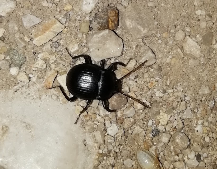 Accanthopus velikensis
