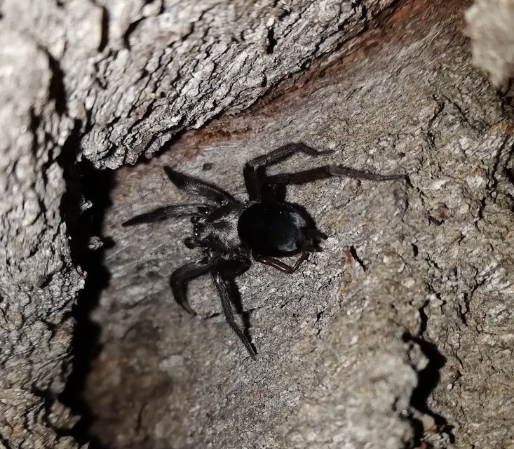 Scotophaeus