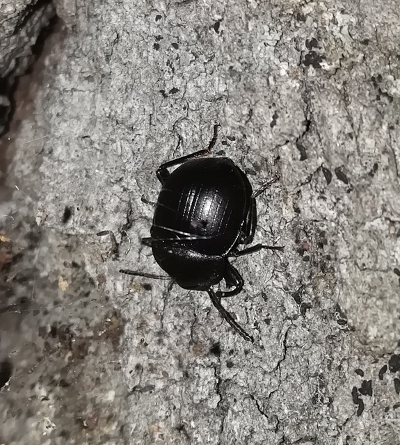 Accanthopus velikensis