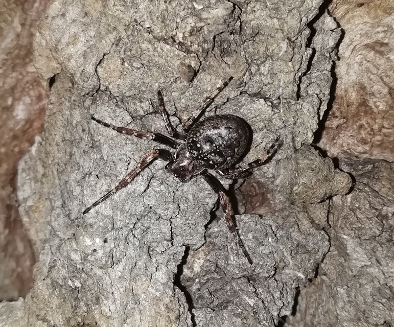 Nuctenea umbratica - közönséges rés-keresztespók