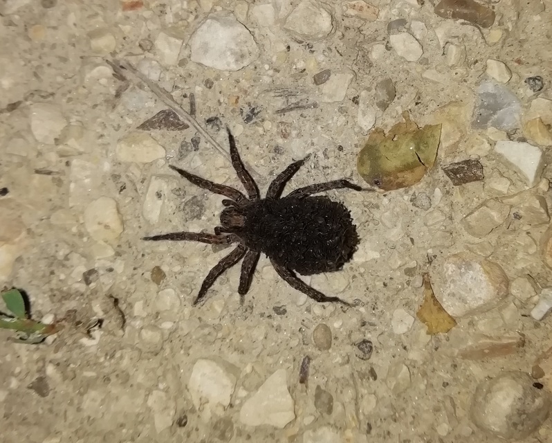 Hogna radiata - réti farkaspók