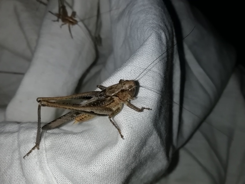 Platycleis grisea - szürke rétiszöcske