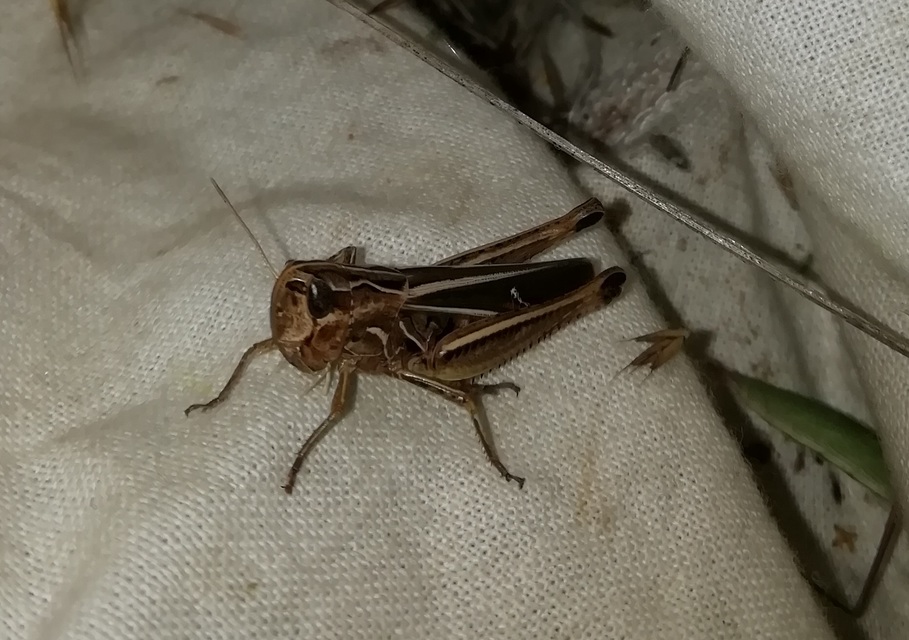 Stenobothrus lineatus - jajgató rétisáska