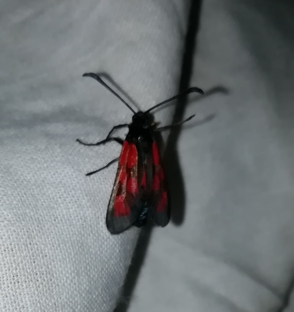 Zygaena loti - közönséges csüngőlepke