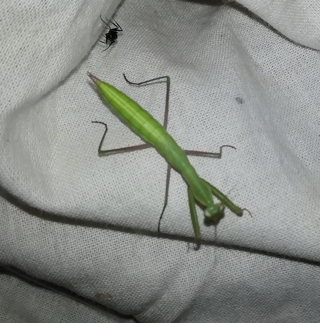 Mantis religiosa - imádkozósáska