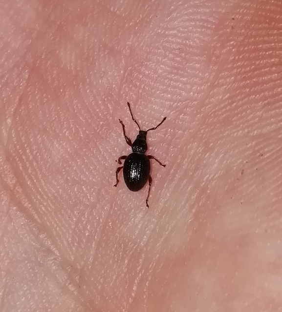 Otiorhynchus ovatus - apró gyalogormányos