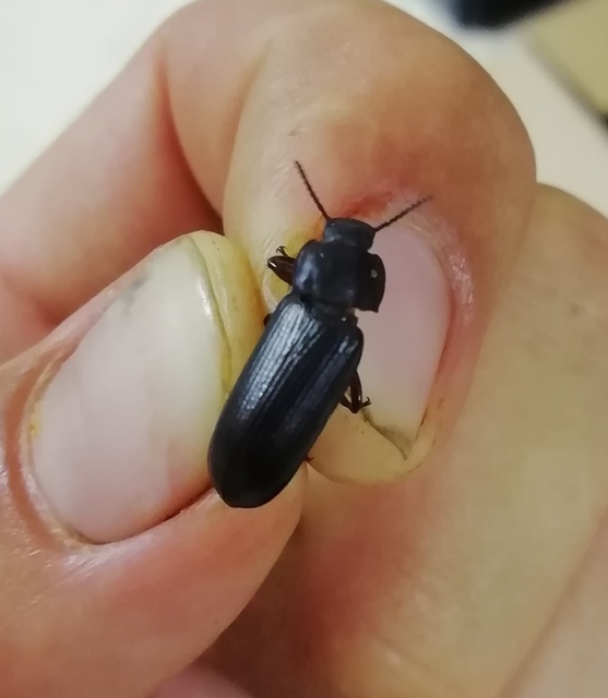 Tenebrio molitor - közönséges lisztbogár
