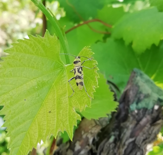 Chlorophorus varius - díszes darázscincér