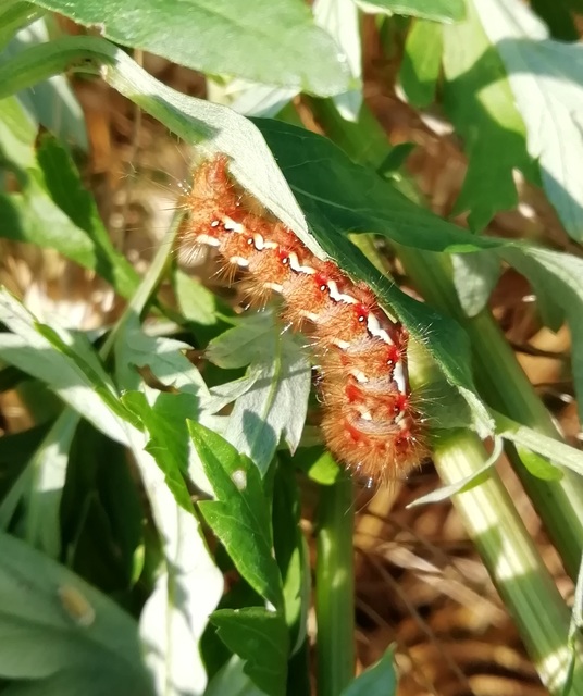 Acronicta rumicis - sóska-szigonyosbagoly