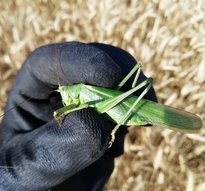 Tettigonia viridissima - zöld lombszöcske