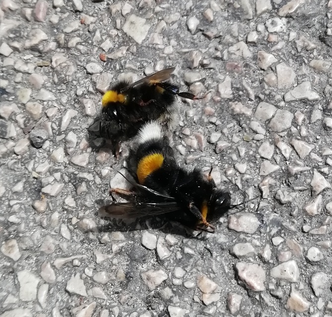 Bombus terrestris - földi poszméh