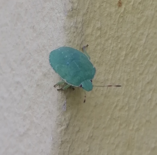 Palomena Palomena