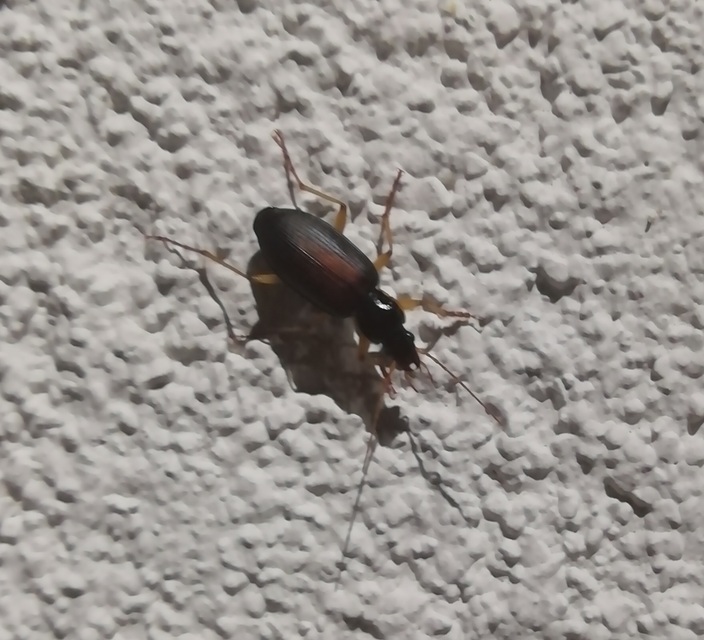 Dolichus halensis - hantfutó