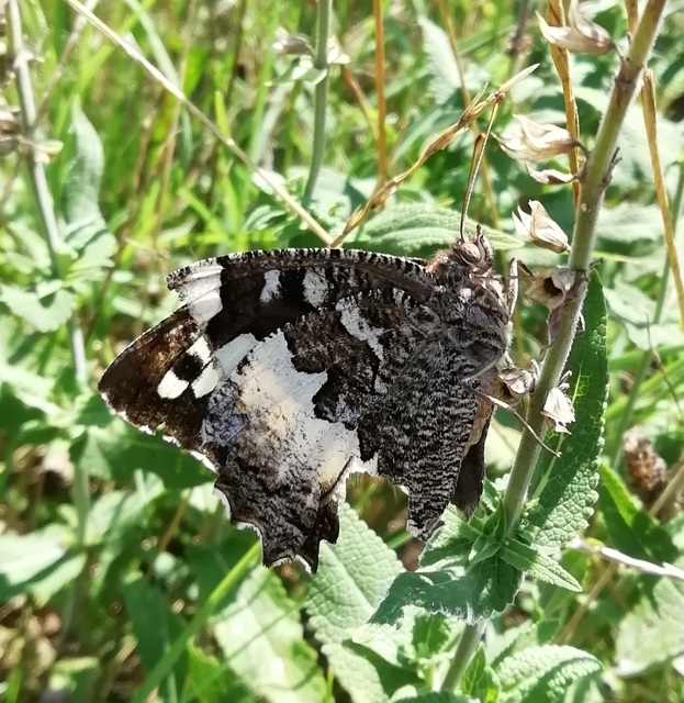 Brintesia circe - fehéröves szemeslepke