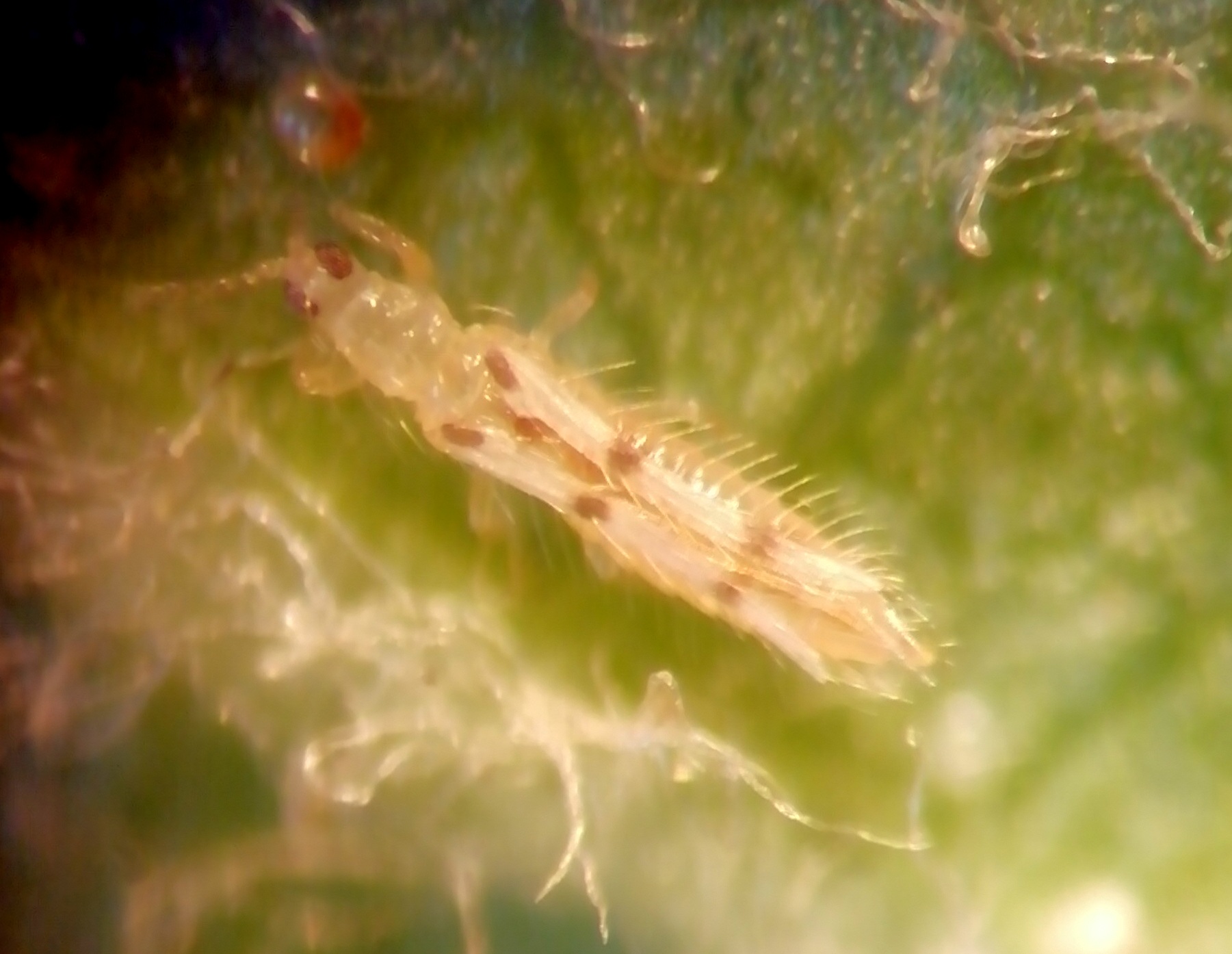 Scolothrips