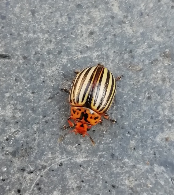 Leptinotarsa decemlineata - burgonyabogár