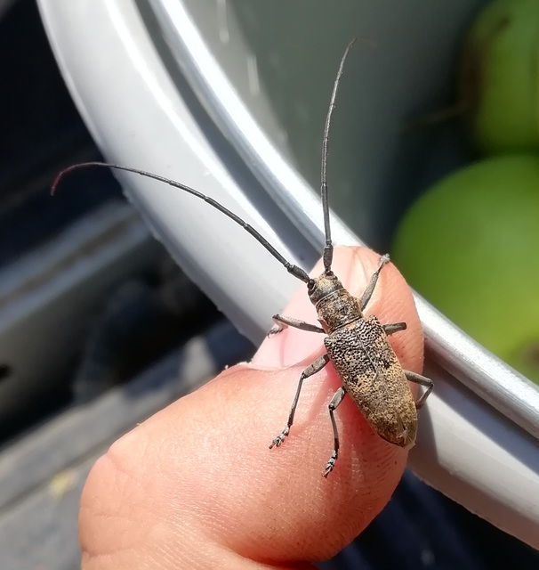 Monochamus galloprovincialis pistor - foltos fenyvescincér