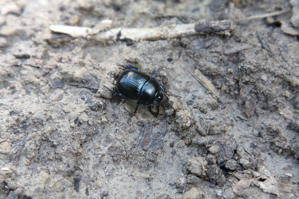 Anoplotrupes stercorosus - erdei álganéjtúró