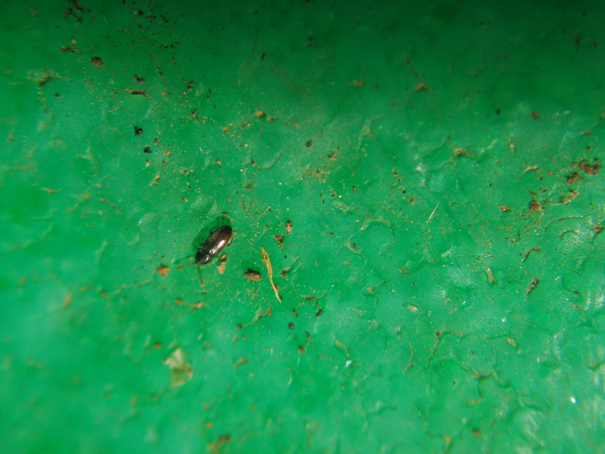 Atomaria Atomaria