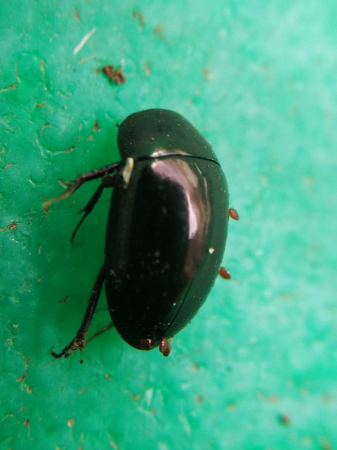 Hydrochara caraboides - kis csibor
