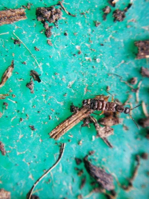 Drusilla canaliculata - közönséges hangyászholyva