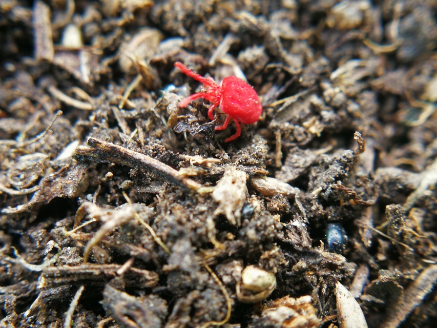 Trombidiidae